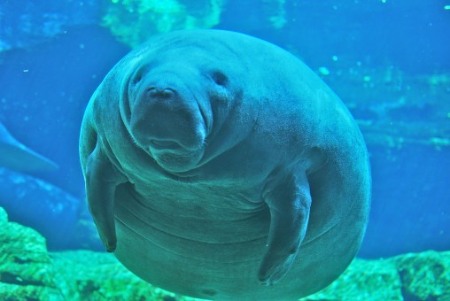 Manatee_at_Sea_World_Orlando_Mar_10